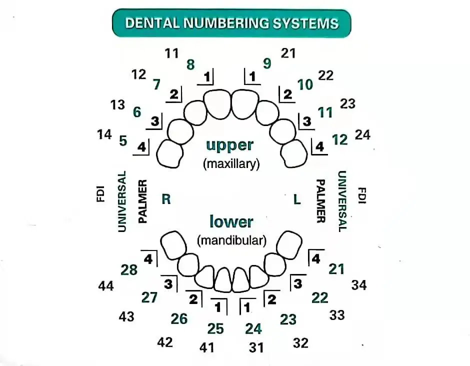 แม่พิมพ์ทันตกรรมสําหรับเรซินคอ - Teeth Whitening Moulds บทวิจารณ์และราคา